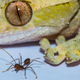 Image for article titled Scientists Discover Spider-Man Isn't Realistic (Again)